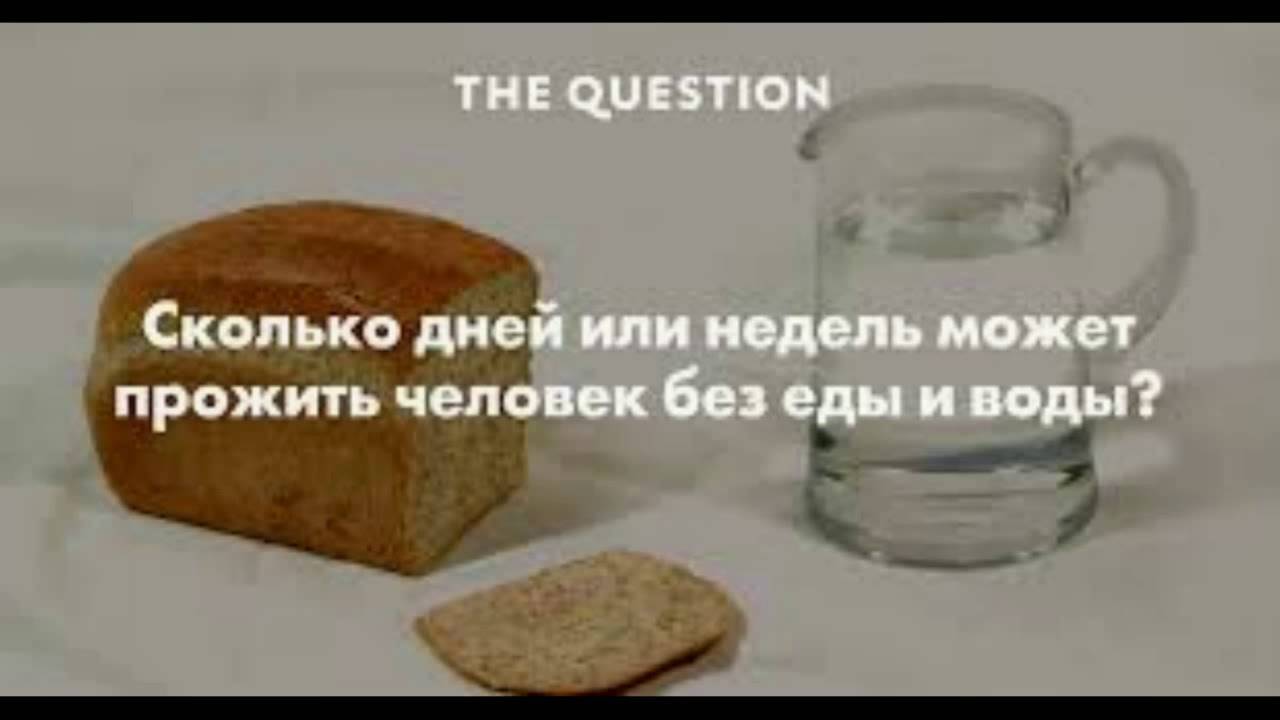 Сколько дней кошка может не есть
