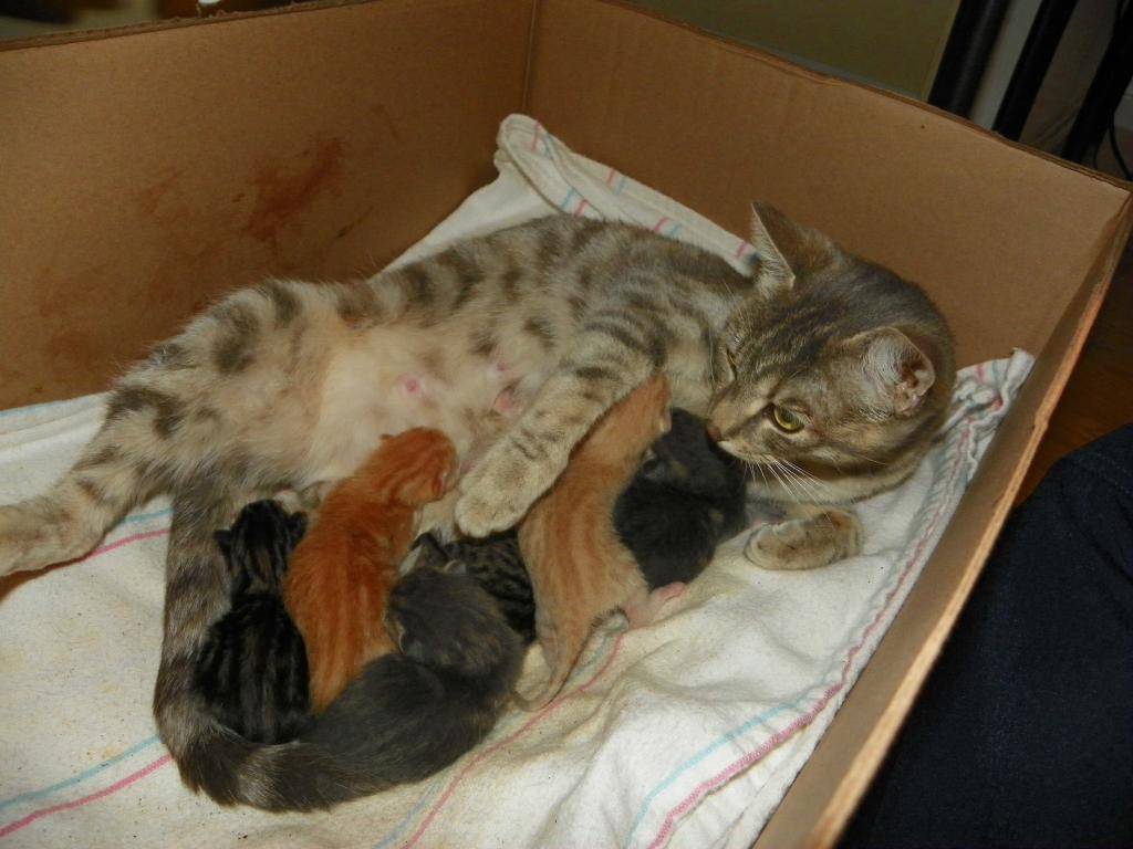 Роды у кошек: как проводится подготовка к родам, как проходят роды у кошек, патологические роды