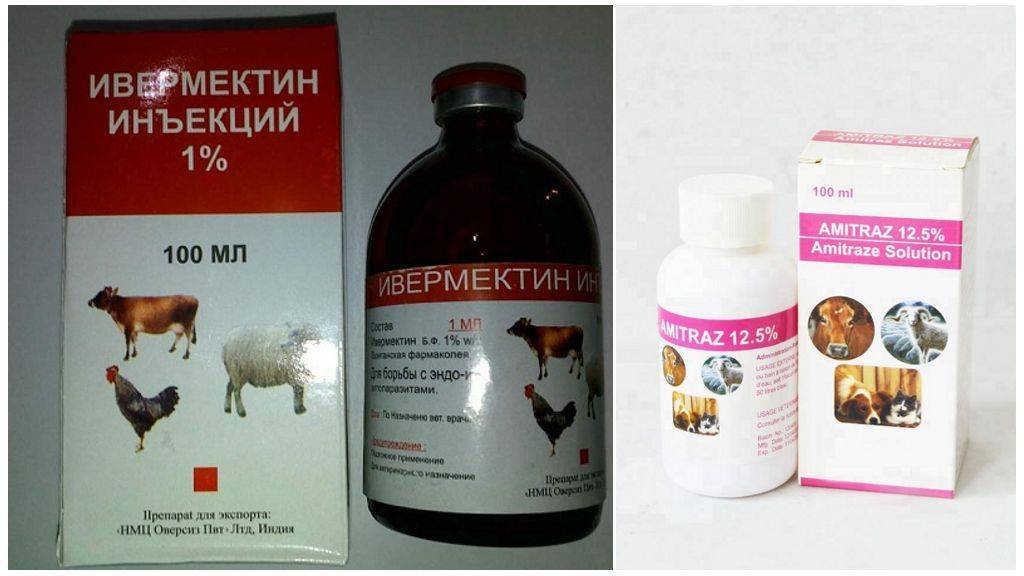 Симптомы и лечение демодекоза у кошек