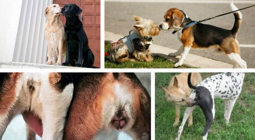 Выделения после вязки у собак: виды, причины, лечение