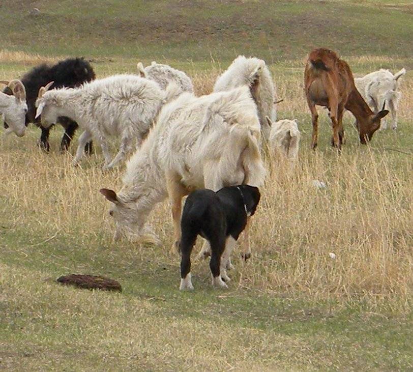 Пастушьи собаки. описание и особенности пастушьих пород собак | животный мир