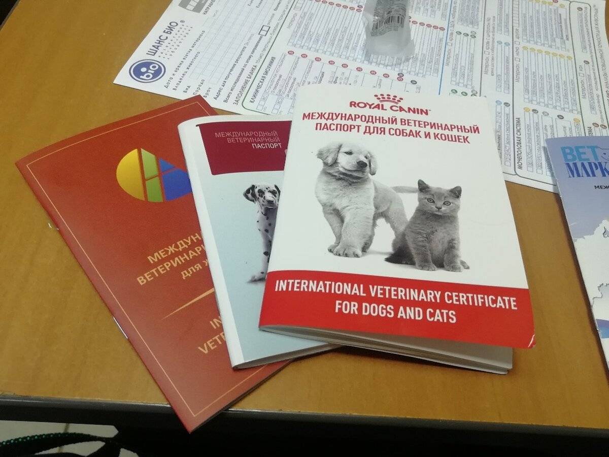 ᐉ как сделать ветеринарный паспорт кошке? - zooshop-76.ru