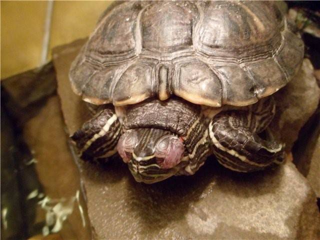 Болезни глаз красноухих черепах: симптомы и лечение