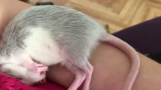 Сколько спят домашние крысы