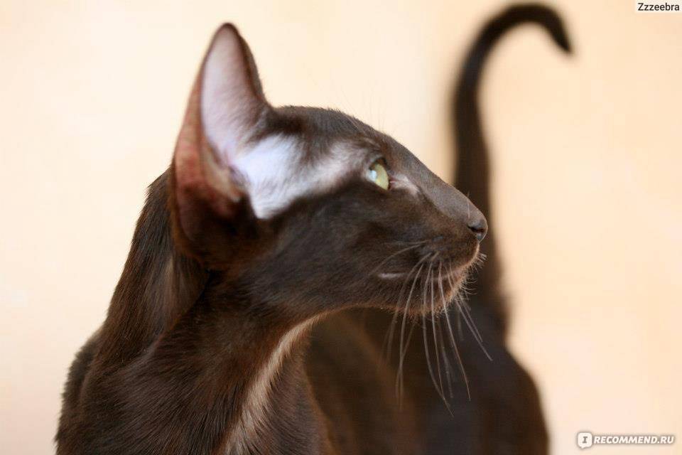 Ориентальная порода кошек: описание и характер