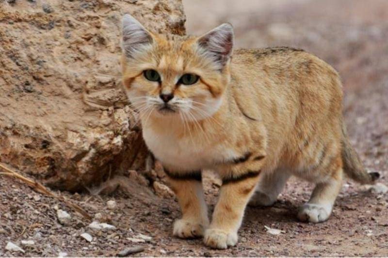 Кошка пустыни. Барханный кот. Барханный песчаный кот. Барханная кошка (Песчаная кошка). Аравийский пустынный кот.