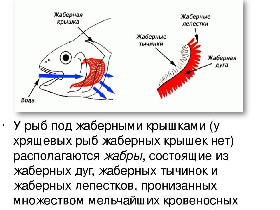 Укажите на рисунке жаберные крышки рыбы