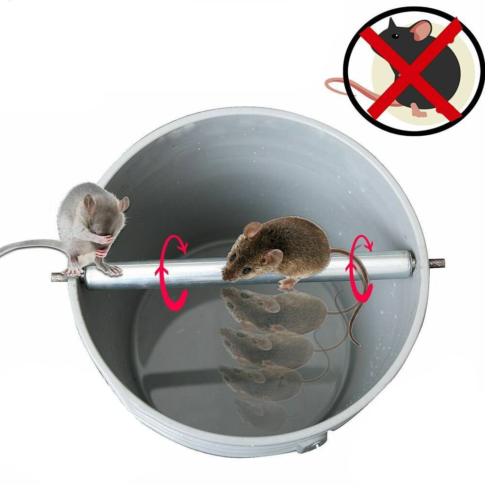 Описание пород котов, которые лучше ловят мышей и крыс