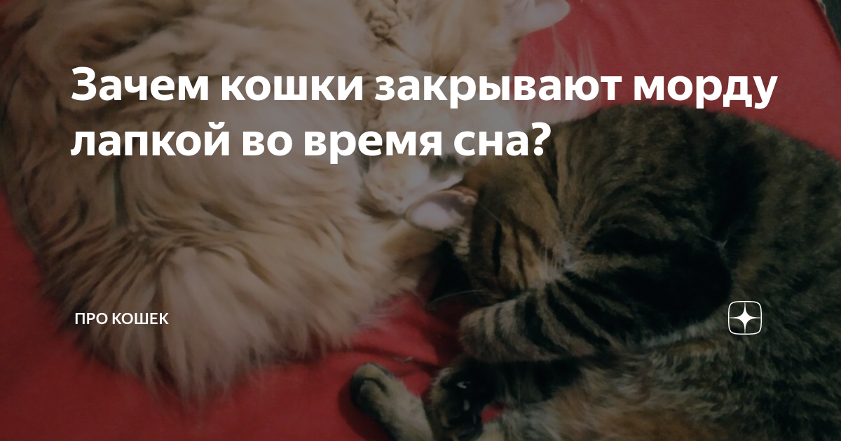Почему взрослые кошки и котята трутся мордой о лицо, ноги или руки хозяина, что это означает?