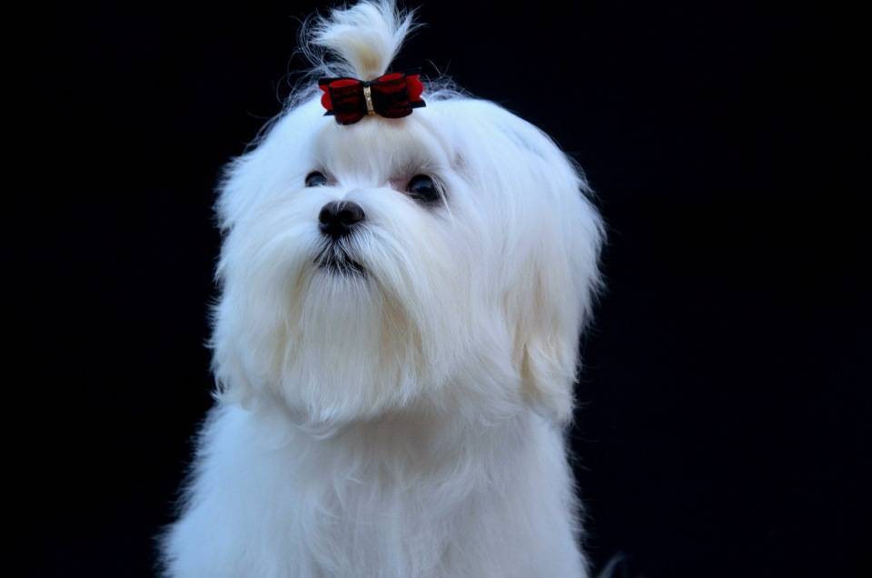 Мальтийская болонка (мальтезе) — фото, описание породы собак, особенности