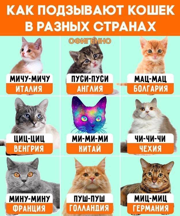 Как подзывают кошек в разных странах мира | как зовут