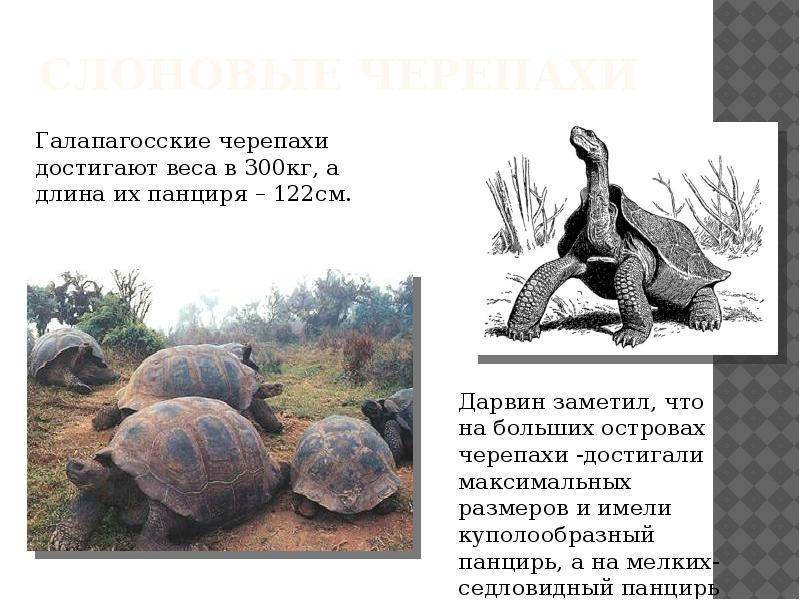 Описание слоновой черепахи из красной книги
