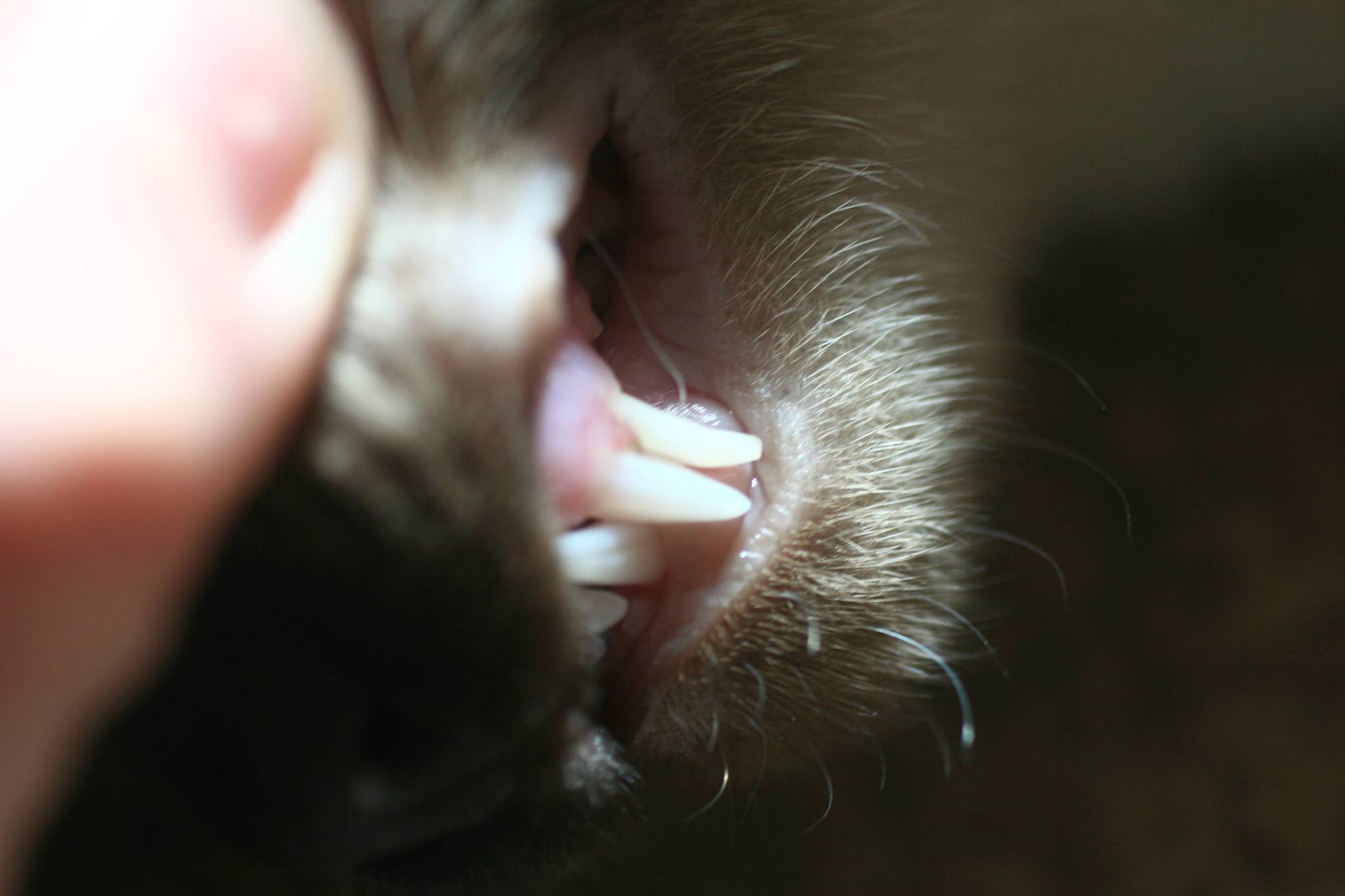 Молочные зубы у кошек: есть ли, выпадают ли и когда