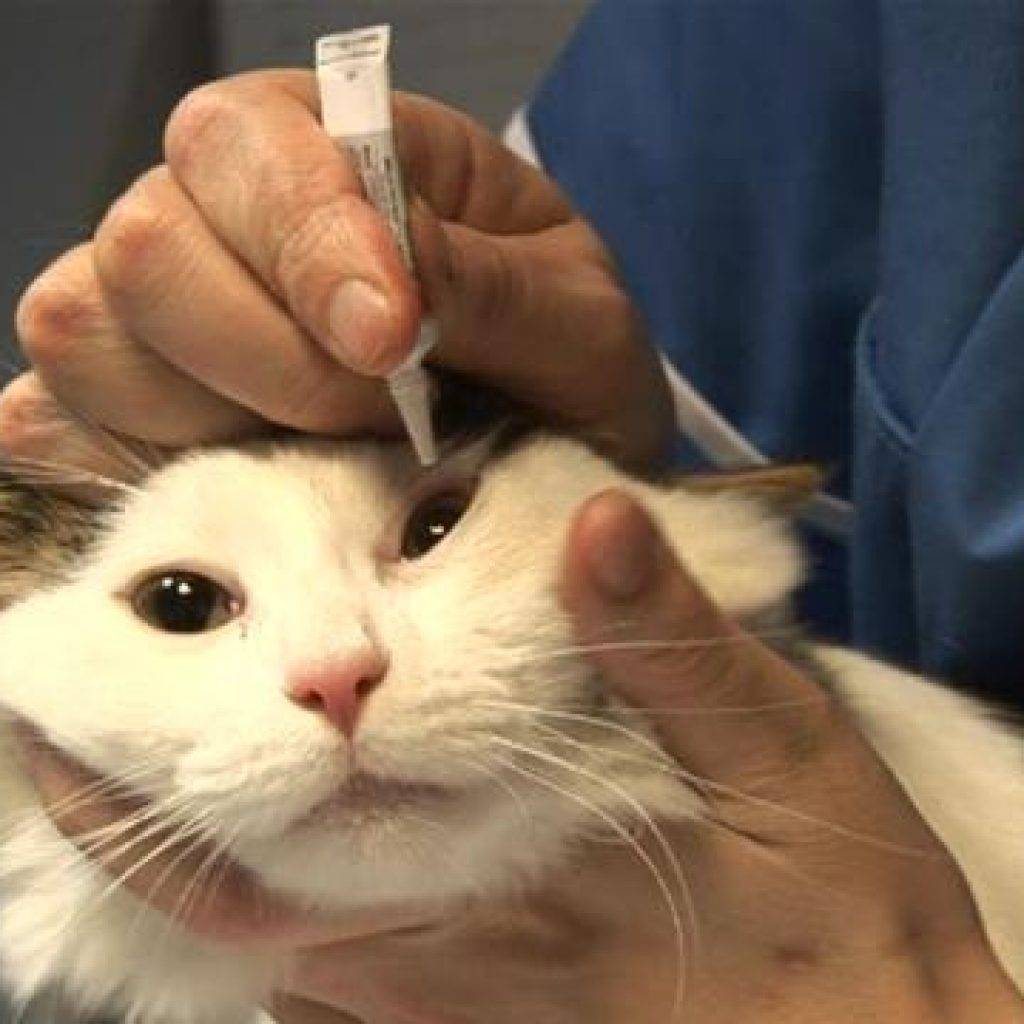 Как промыть глаза кошке или котенку: средства и описание процедуры
