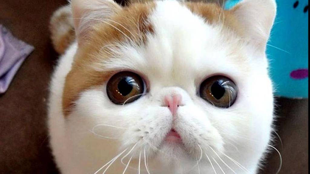 Фото кошек с большими глазами с названиями и описанием