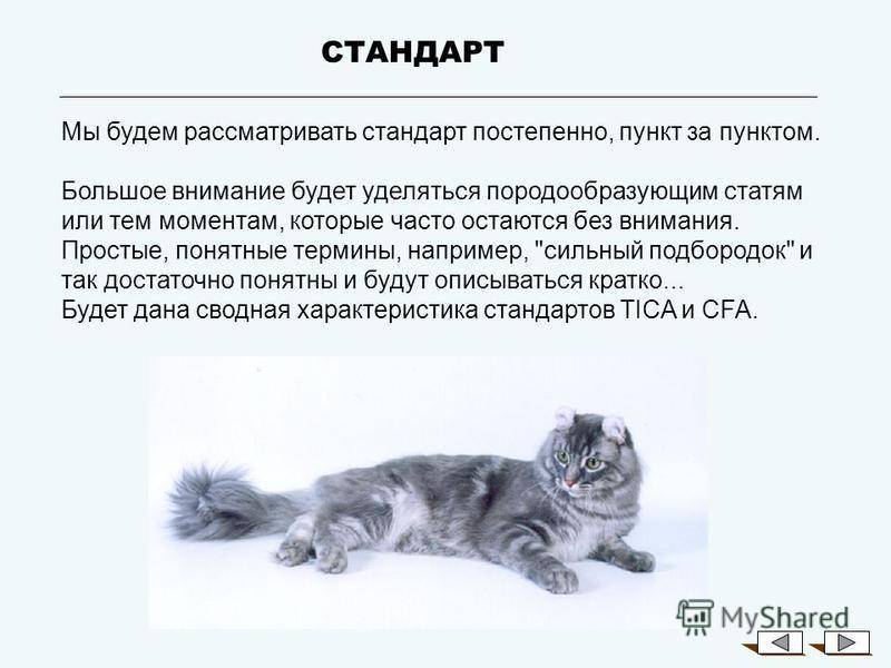 Американский керл: описание породы с фото — pet-mir.ru