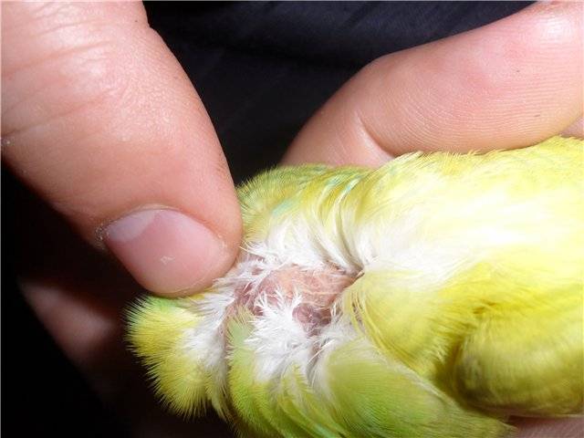 Почему попугай чешется и чистит перья: что делать, причины