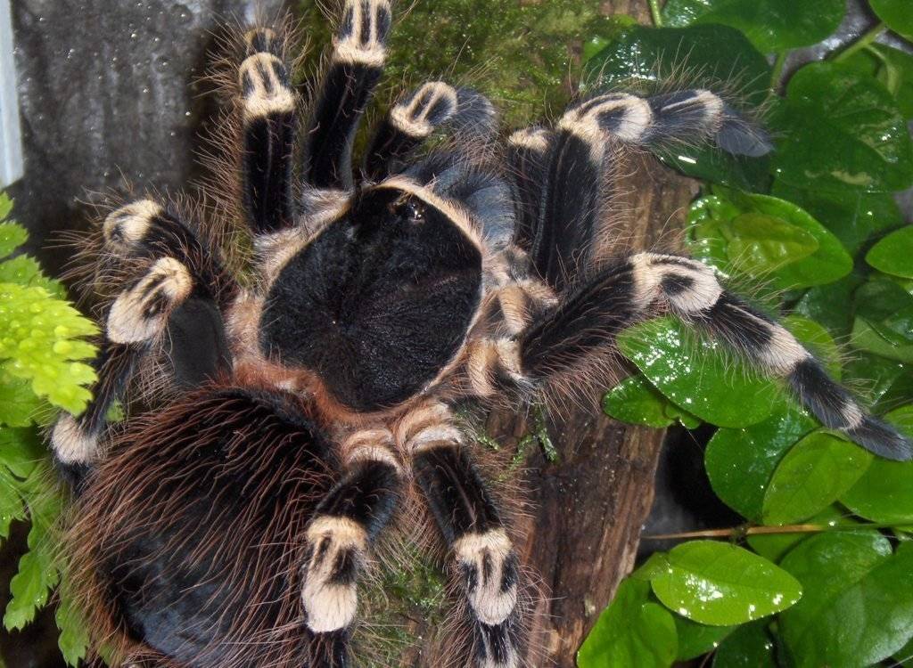 Паук-бабуин, или королевский бабуиновый паук | мир животных и растений