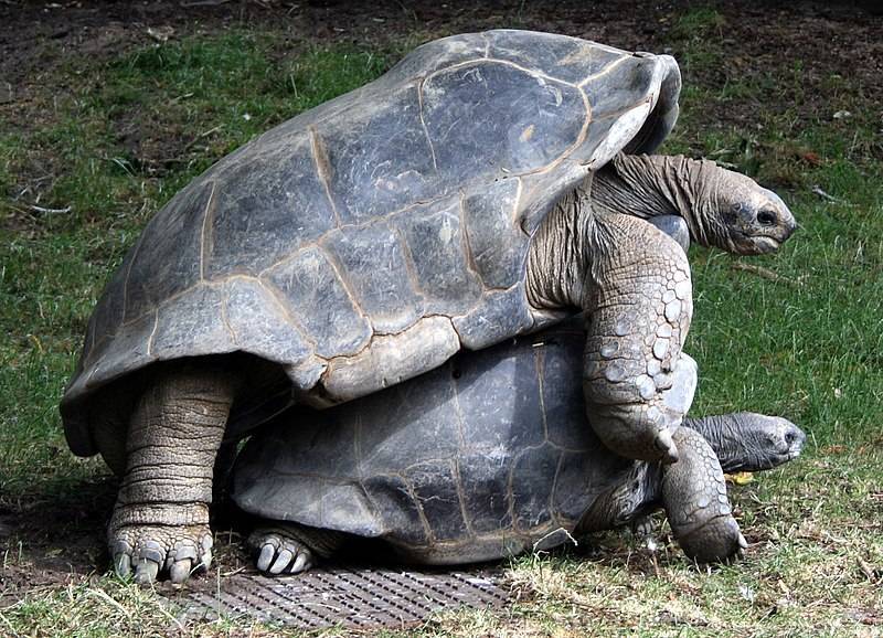 Харриет (черепаха) - harriet (tortoise) - xcv.wiki
