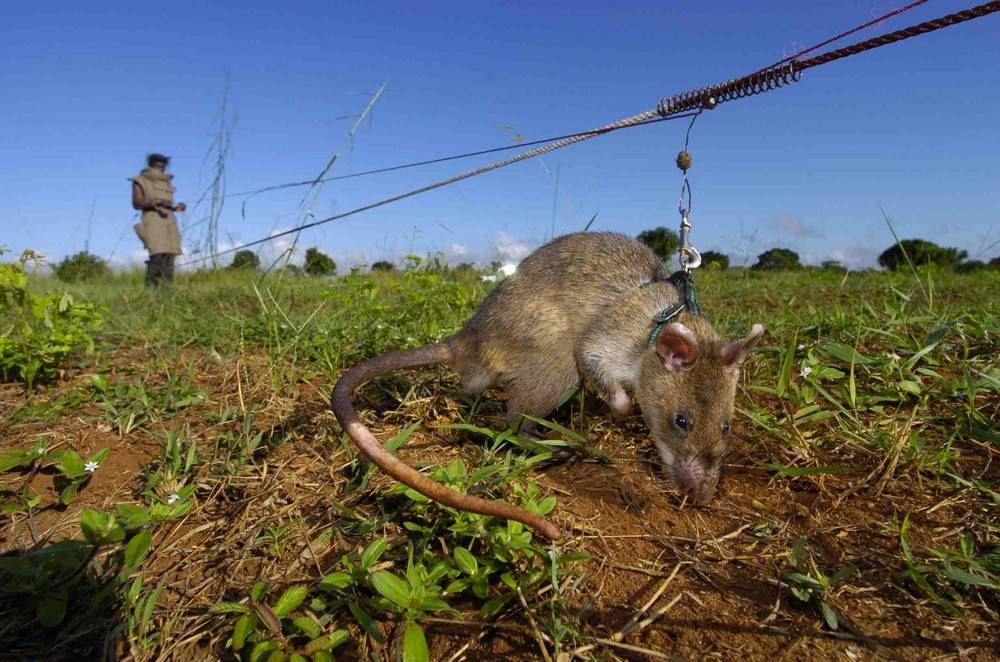 Гамбийская хомяковая крыса — групповой грызун