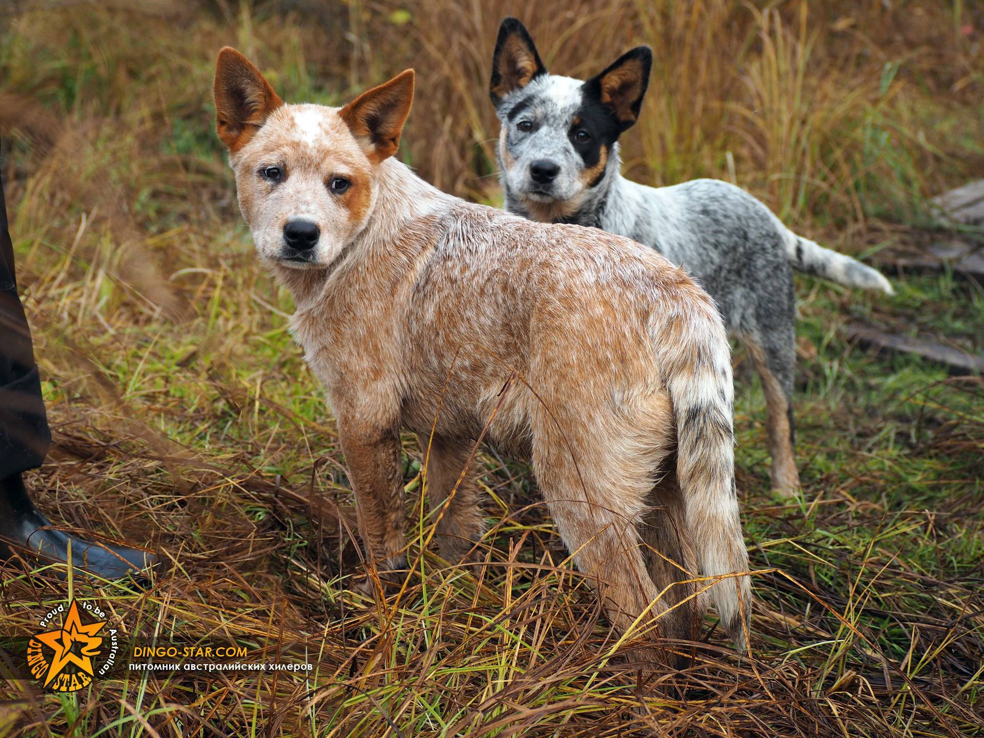 Австралийская пастушья собака: описание и содержание породы