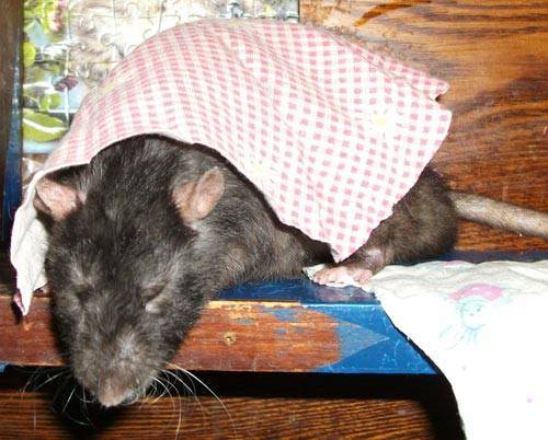 Болезни, которые переносят дикие мыши и крысы