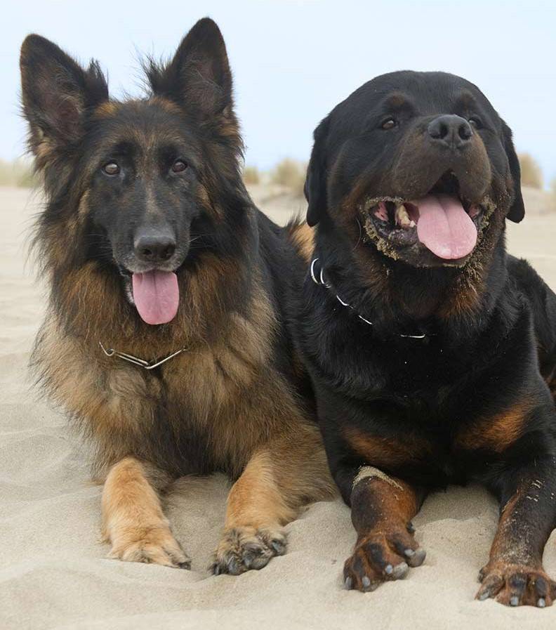 Какие породы сторожевых собак самые лучшие для охраны дома и квартиры