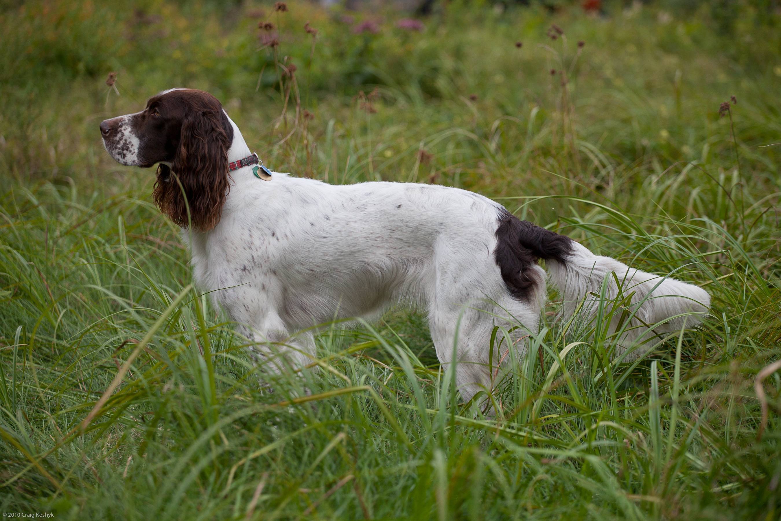Надежный охотник и преданный друг: порода собак бретонский эпаньоль