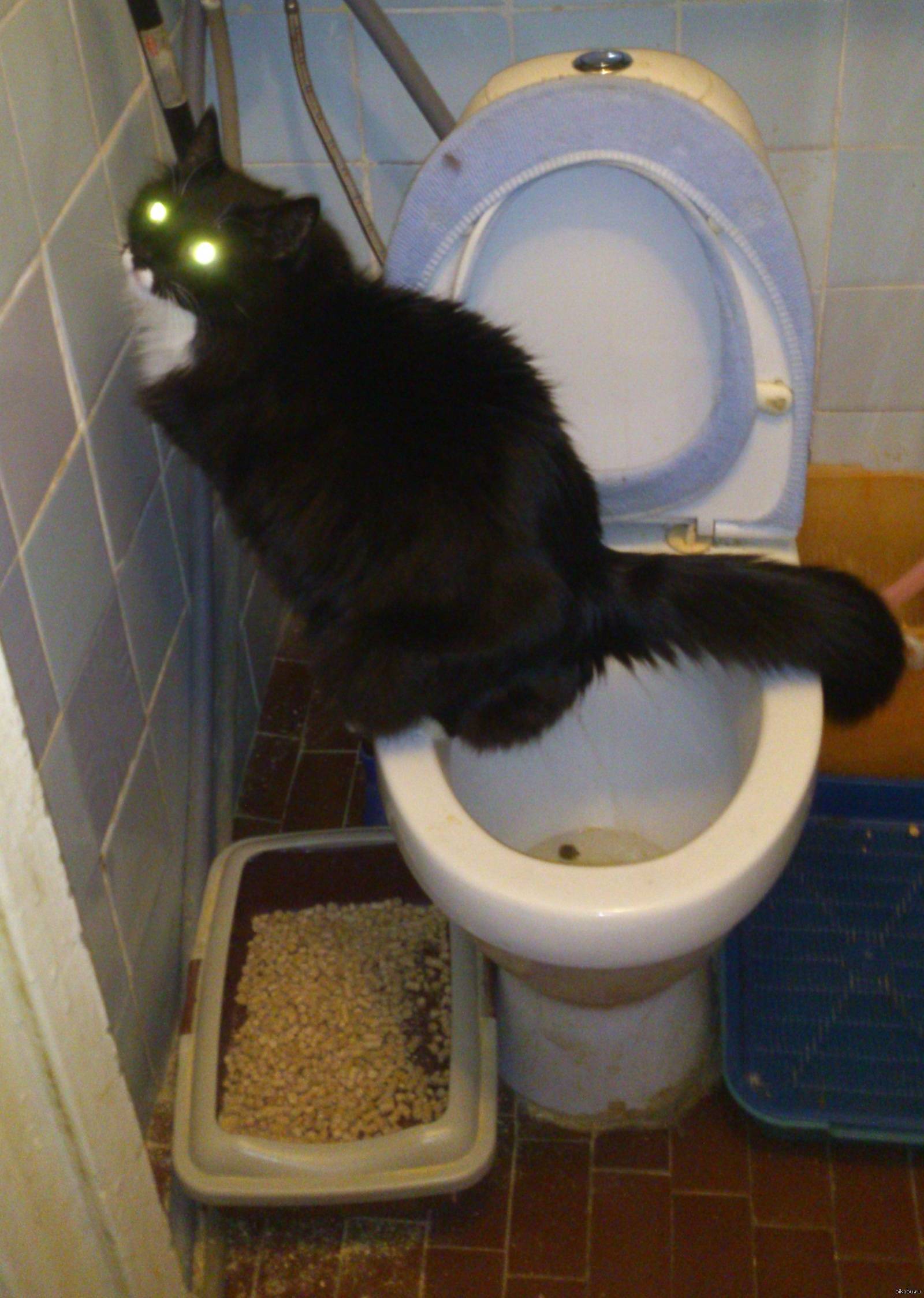 Котенок перестал ходить в туалет по большому | catstreet.ru