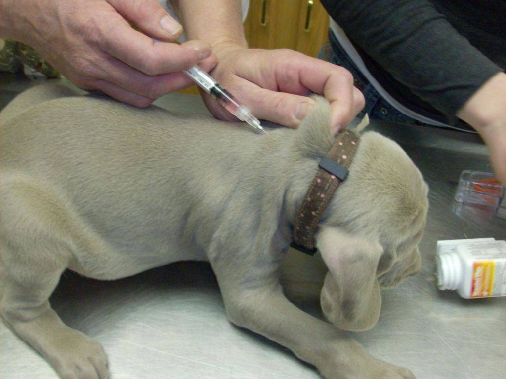 Как сделать прививку собаке на дому