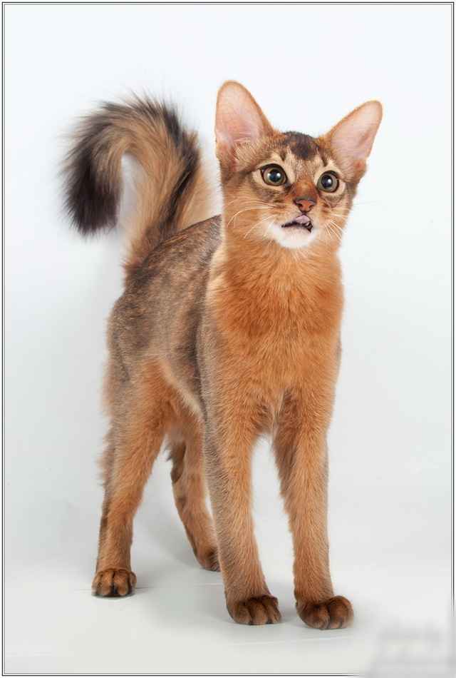 Сомалийская кошка: фото, описание, характер, содержание, отзывы