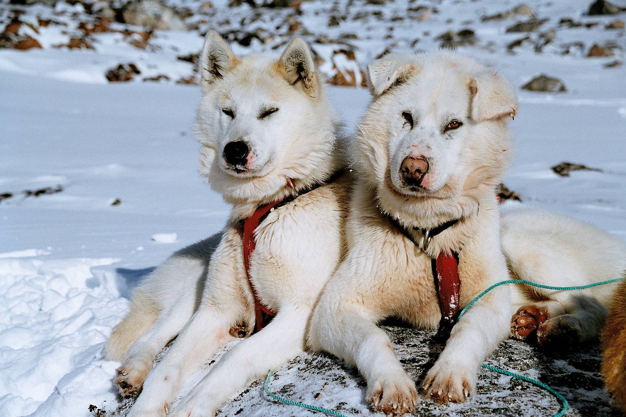 Гренландская ездовая собака гренландсхунд