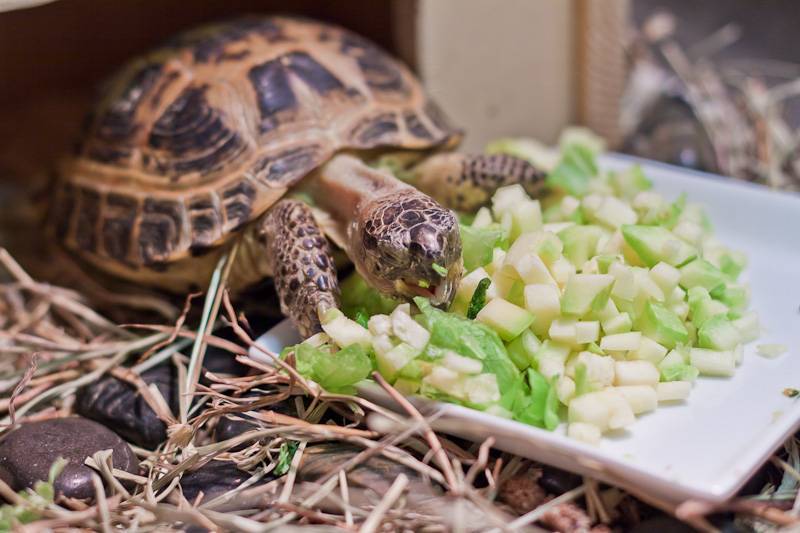 Всё о содержании красноухих черепах в домашних условиях