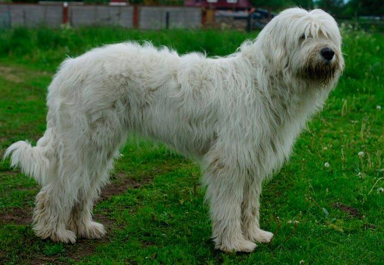 Южнорусская овчарка-самая преданная собака