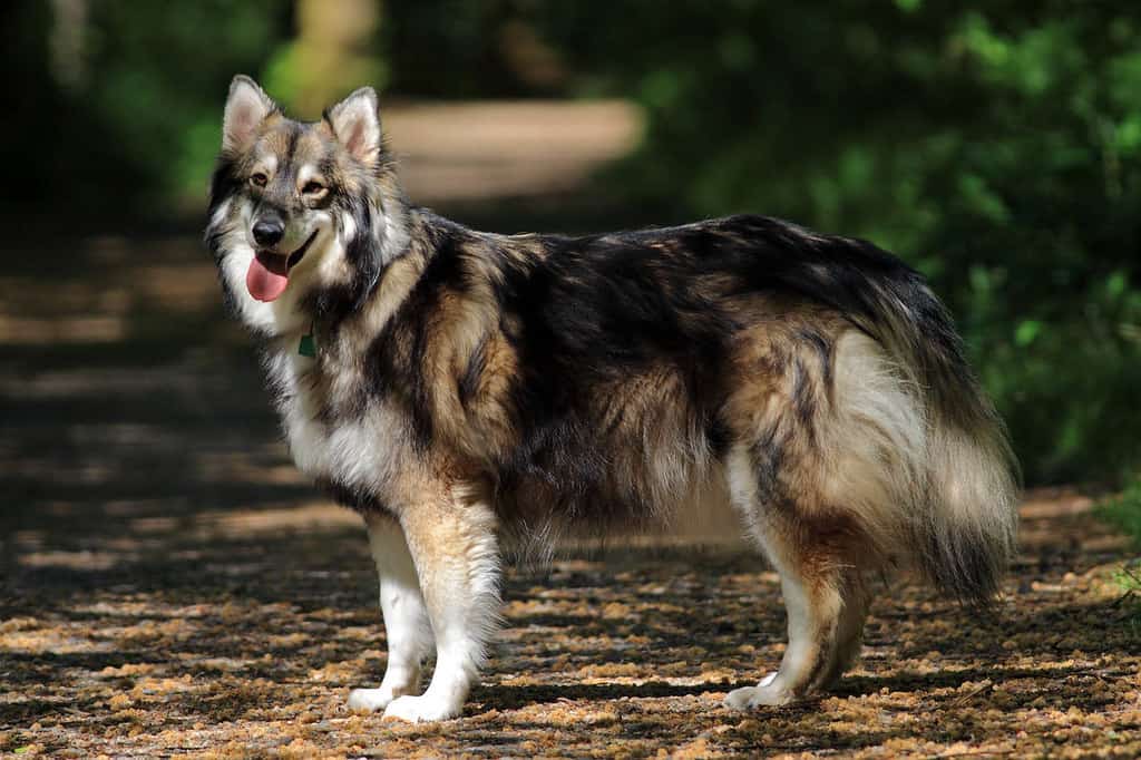 ᐉ северная инуитская собака: стандарт породы, внешность инуитов, содержание, здоровье, фото - getzoofood.ru