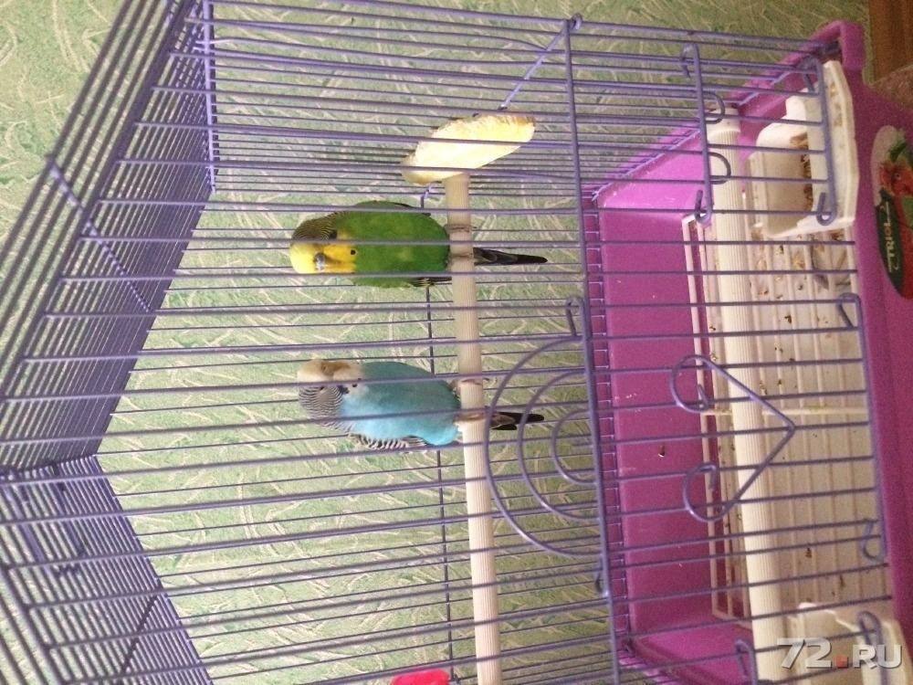 Как уживаются два самца волнистого попугая в одной клетке?
