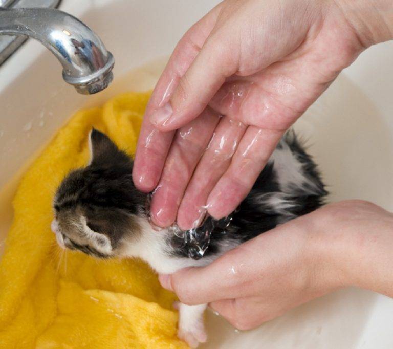 Можно ли мыть кота и кошку обычным человеческим шампунем