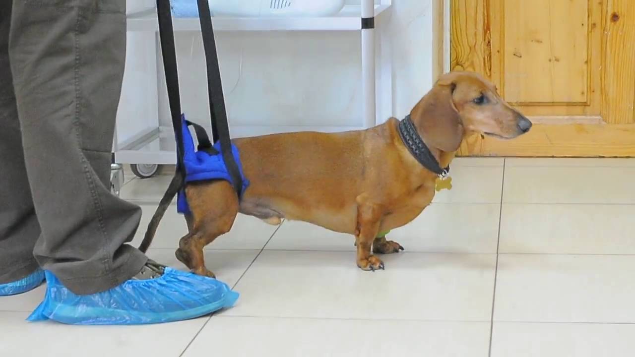 Паралич задних конечностей у собак: симптомы и лечение