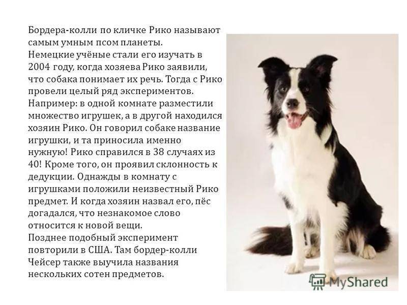 Бордер-колли: происхождение, стандарт породы, содержание, отзывы