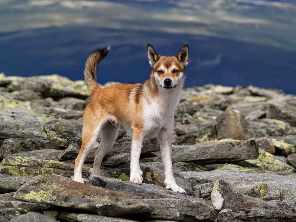 Норвежский лундехунд: описание породы собак с фото