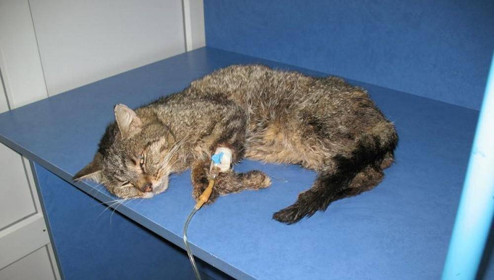 Почему кошка не кормит новорождённых котят