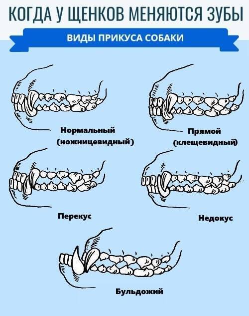 Сколько бывает зубов у собаки: определение возраста по зубам