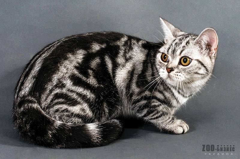 Мраморная кошка (классический табби): особенности окраса, породы, фото