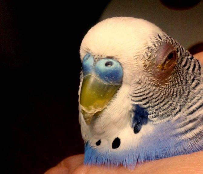 Нарост на роговице у попугая: симптомы, лечение, профилактика