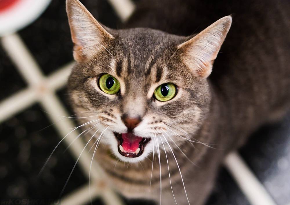 Ваша кошка издает странные звуки? проверьте, что они означают: новости, кошки, эксперты, звук, мяуканье, домашние животные