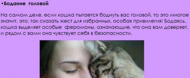 Как понять что кошка тебя любит - 7 признаков любви