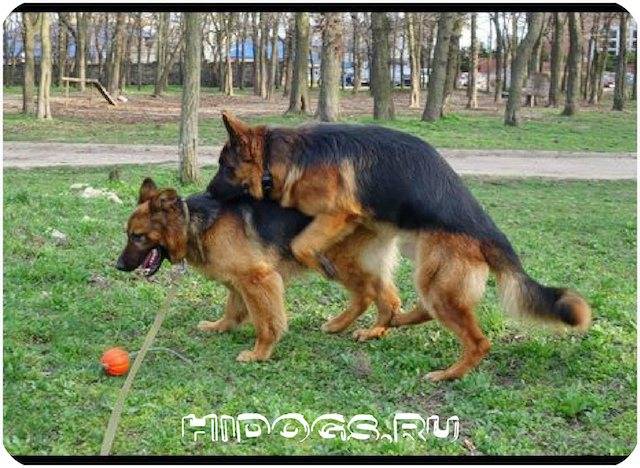 Особенности разведения немецкой овчарки
