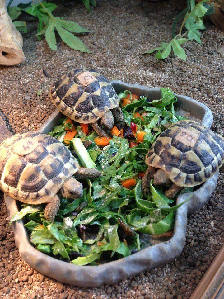 Уход за сухопутной черепахой в домашних условиях | | блог ветклиники "беланта"