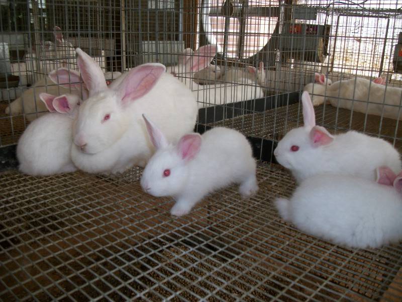 Декоративный кролик в домашних условиях: отзывы владельцев о том, стоит ли заводить и как выбрать