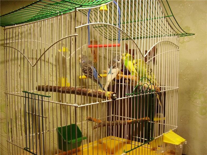 Клетка для волнистого попугая: размеры, форма, расположение